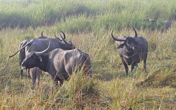 Asian buffalo, Kaziranga National Park, Assam, India