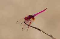 Crimson Marsh Glider (dragonfly), (Trithemis aurora), Kanha National Park, India