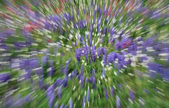 Wildflower "zoom blur", Mt. Rainier National Park, Washington