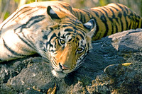 Female tiger on rock, Kanha National Park, India