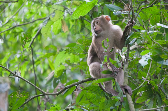 Northern Pig-tailed Macaque (Macaca leonina) in tree, Hoollongapar Gibbon Sanctuary, Assam, India