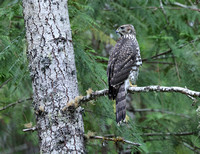 American Goshawk juvenile (2), Gifford Pinchot National Forest, Washington