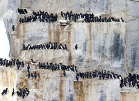 Thick-billed Murres at Alkefjellet nest cliff, Svalbard (2024)