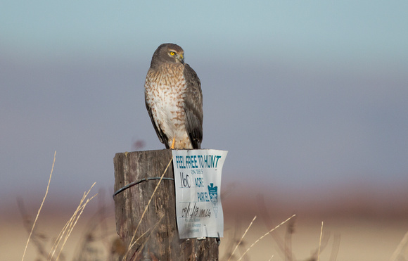 Northern Harrier female and "Feel Free To Hunt" sign, eastern Washington