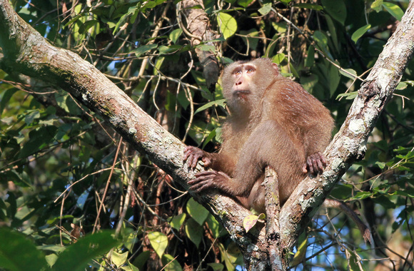 Pig-tailed Macaque male, Hoollongapar Gibbon Sanctuary, Assam, India