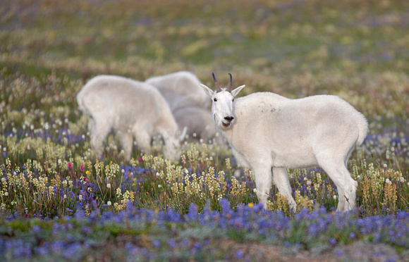 Mountain Goats and wildflowers, Mt. Rainier National Park, Washington