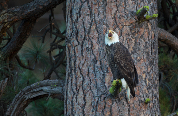 Bald Eagle calling from Ponderosa pine, Tieton River, Washington