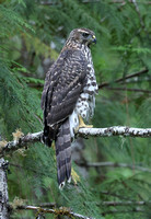 American Goshawk juvenile, Gifford Pinchot National Forest, Washington