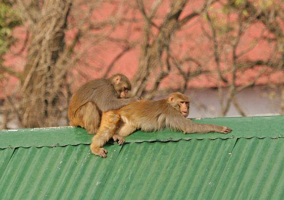 Rhesus macaques grooming on rooftop, Dalhousie, Himachal Pradesh, India