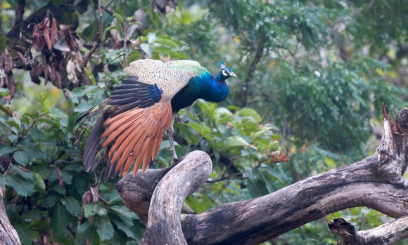Indian Peafowl male, Pench National Park, India