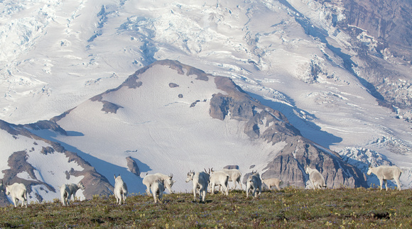 Mountain Goats and Mt. Rainier, Mt. Rainier National Park, Washington