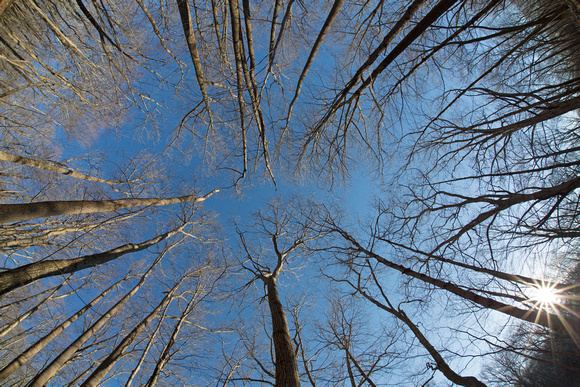 Looking up at deciduous forest without leaves, Connecticut