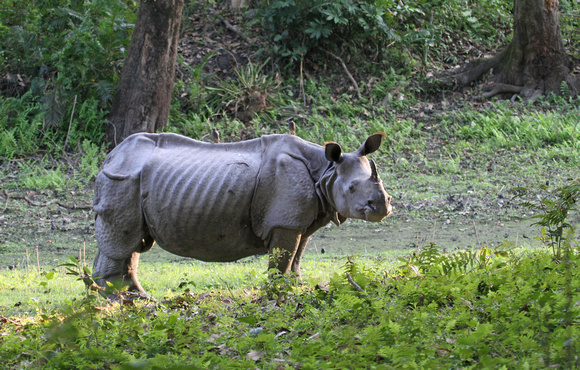 Indian one-horned rhino in forest, Kaziranga National Park, Assam, India