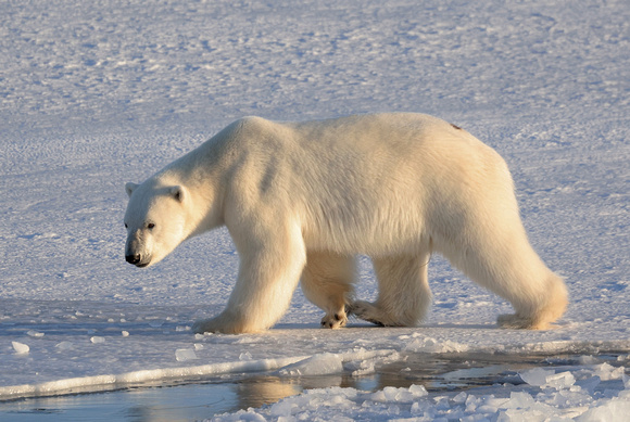 Polar bear walking on ice, Svalbard, Norway