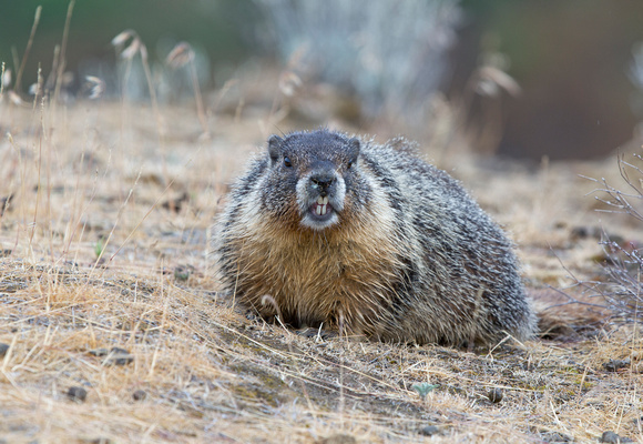 Yellow-bellied Marmot, Palouse Falls State Park, Washington