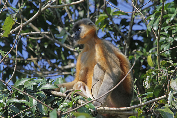 Capped Langur, Hoollongapar Gibbon Wildlife Sanctuary, Assam, India