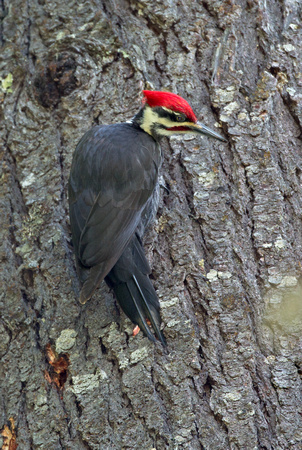 Pileated Woodpecker, western Washington