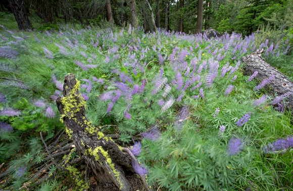 Lichen-covered stump and motion-blurred lupines, eastern Washington