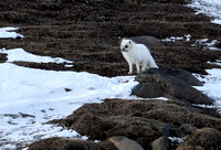 Arctic fox near polar bear kill, Svalbard, Norway