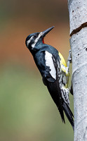 Williamson's Sapsucker male, eastern Washington