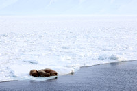Walrus in Arctic landscape, Svalbard, Norway