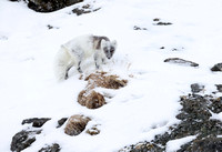 Arctic fox molting into summer coat, Svalbard (2024)