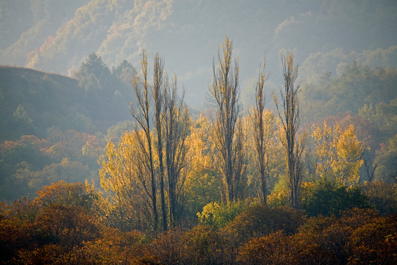 Fall scene, Dachigam National Park, Kashmir, India
