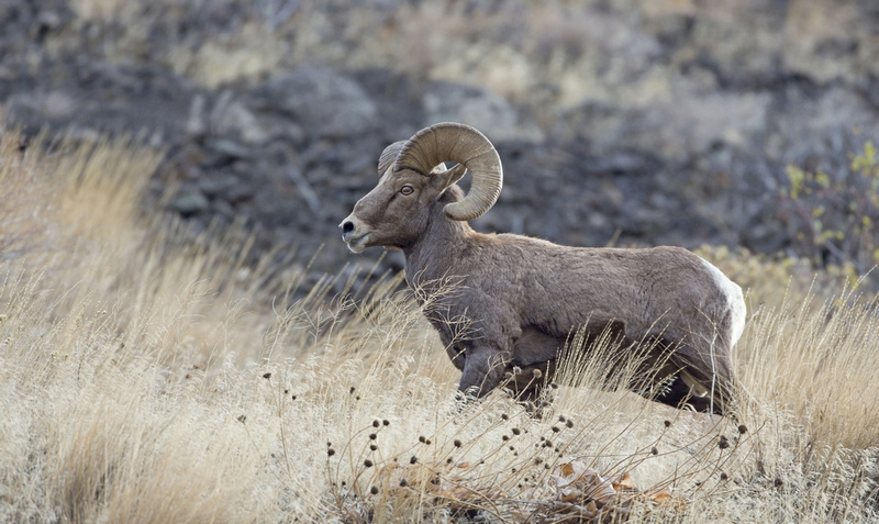 Tom Kogut Photography | Pacific Northwest: Wildlife (except Birds ...