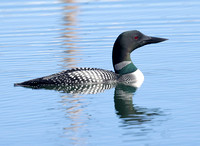 Common Loon in breeding plumage, Washington coast