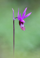 Calypso, or Fairy's Slipper, orchid (Calypso bulbosa), western Washington