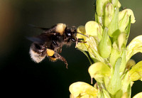 Western Bumble Bee foraging on towering lousewort flowers (4), Cascade mountains, Washington