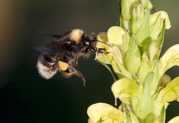 Western Bumble Bee foraging on towering lousewort flowers (4), Cascade mountains, Washington