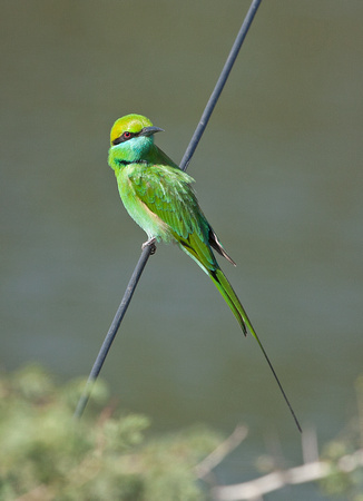 Green Bee-eater, Gujarat, India