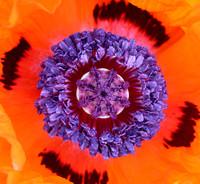 Oriental poppy flower (Papaver orientale) closeup, Packwood, Washington