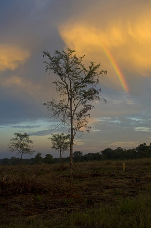 Tree with rainbow at sunset, Kanha National Park, India