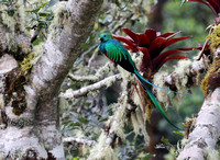 Resplendent Quetzal in cloud forest habitat
