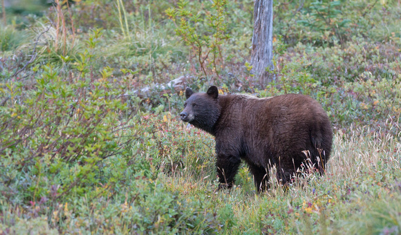 Black bear ("cinnamon-phase), Mt. Rainier National Park, Washington