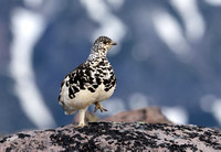 White-tailed Ptarmigan with leg raised, Mt. Rainier NP