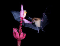 Orange Nectar Bat nectaring at banana flower, Costa Rica