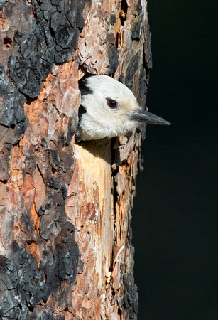 White-headed Woodpecker female at nest hole, eastern Washington
