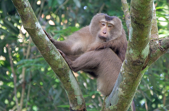 Northern Pig-tailed Macaque (Macaca leonina), Hoollongapar Gibbon Sanctuary, Assam, India