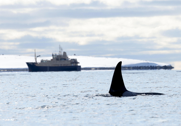 Orca whale fin and ship, Svalbard fjord (2024)