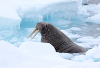 Walrus male in ice, Svalbard, Norway