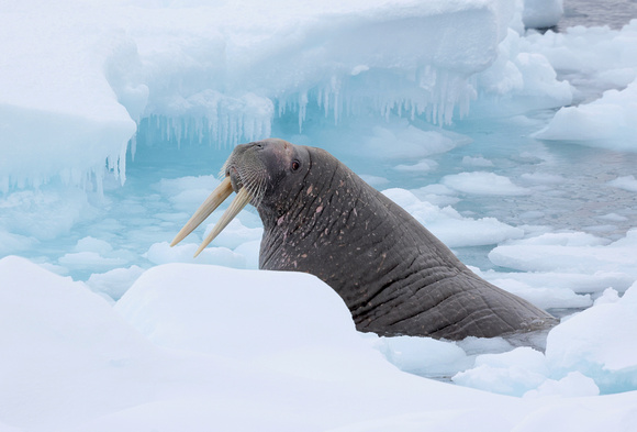 Walrus male in ice, Svalbard, Norway (2022)