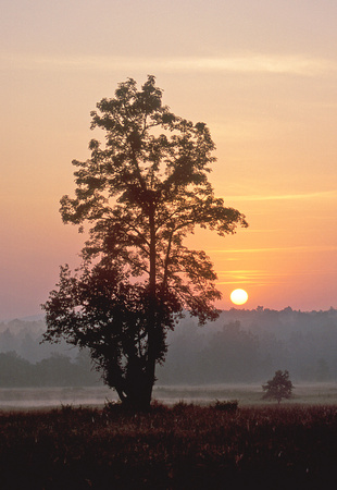 Sunrise in meadow, Kanha National Park, Madhya Pradesh, India