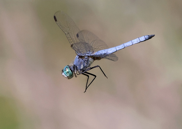 Blue Dasher (Pachydiplax longipennis) coming in for a landing, Yakima, Washington