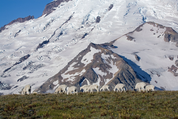 Mountain Goats grazing in front of Mt. Rainier, Mt. Rainier Nat Park, Washington