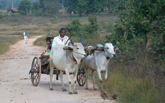 Bullock cart, Madhya Pradesh, India
