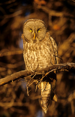 Great Gray Owl, Yellowstone National Park, Wyoming