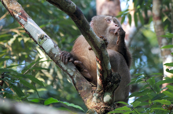 Northern Pig-tailed Macaque (Macaca leonina), Hoollongapar Gibbon Sanctuary, Assam, India